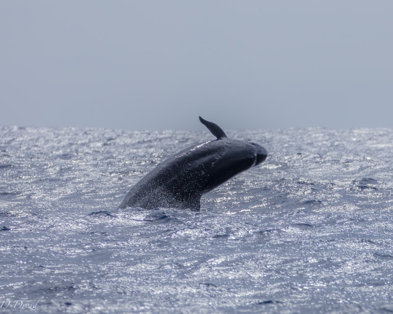 False Killer Whale