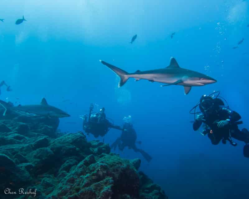כרישים איי סוקורו