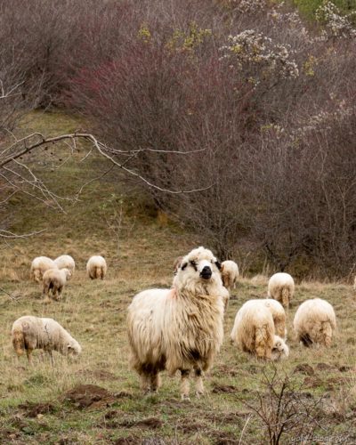 כבשים ברומניה