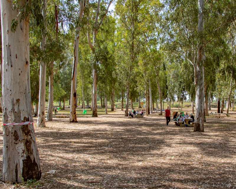 מתחם פיקניק רשות הטבע והגנים