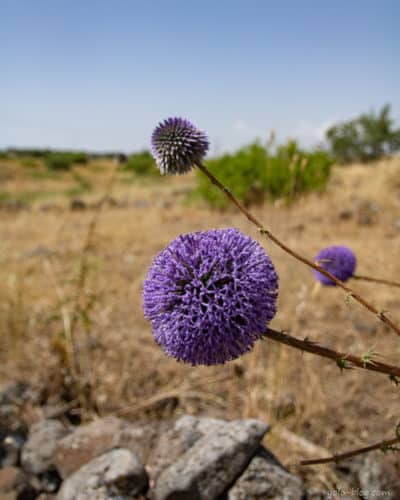 צמח קיפודן