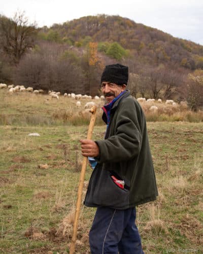 רועה צאן ברומניה