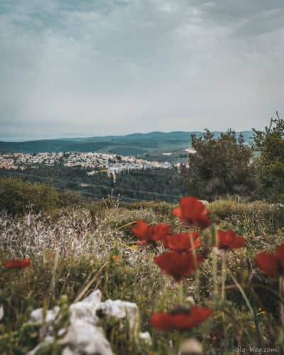 פריחת כלניות בכרמל