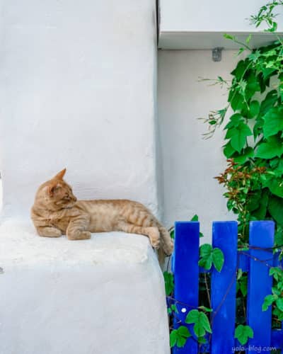 חתול יווני